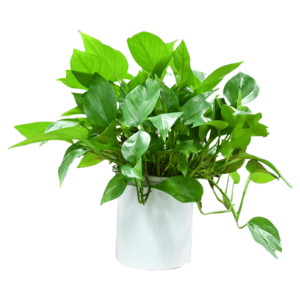 Pike tail, or snake plant